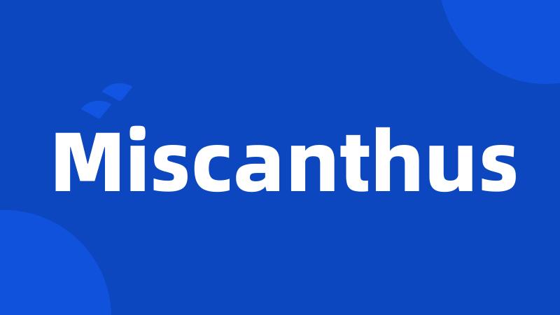Miscanthus