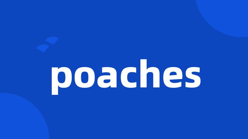 poaches