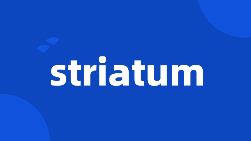 striatum