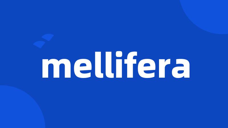 mellifera