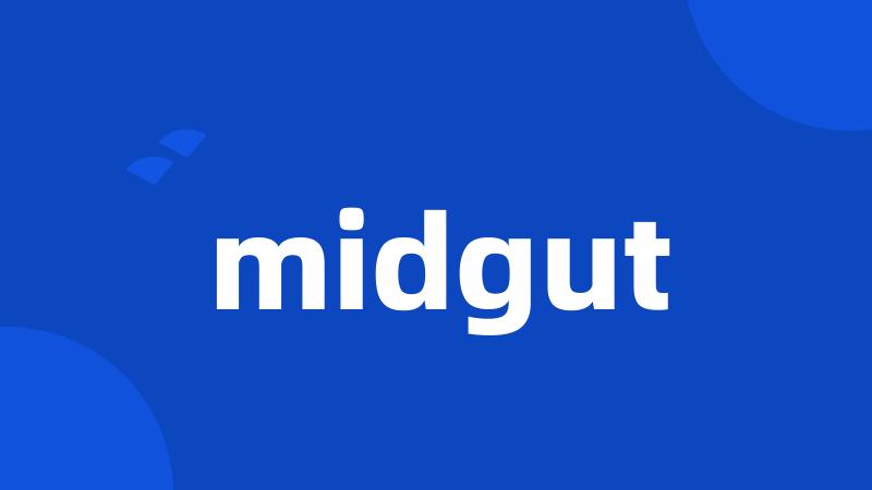 midgut