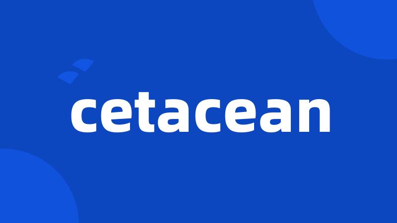 cetacean