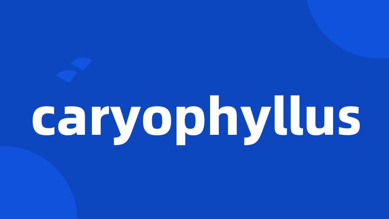 caryophyllus