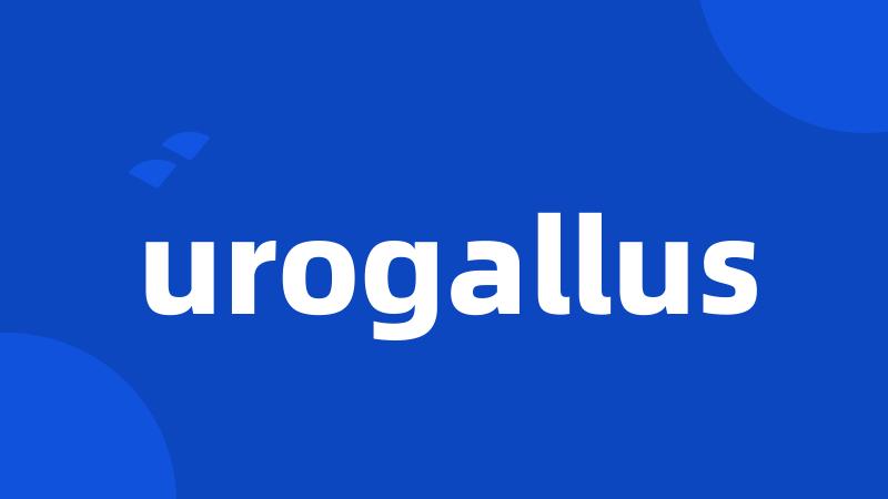 urogallus