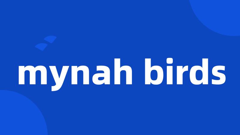 mynah birds