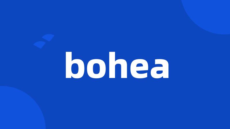 bohea