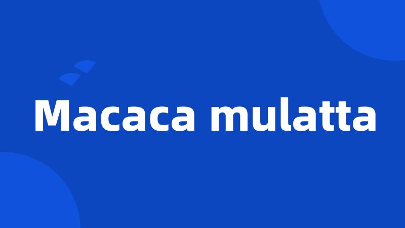 Macaca mulatta