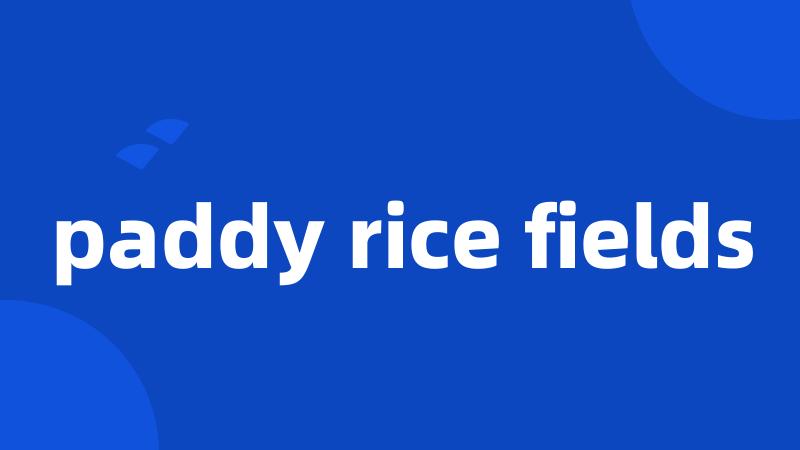 paddy rice fields
