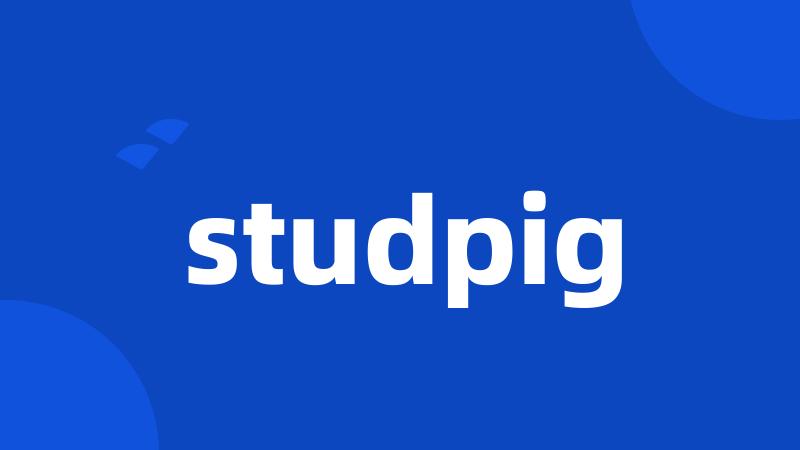 studpig