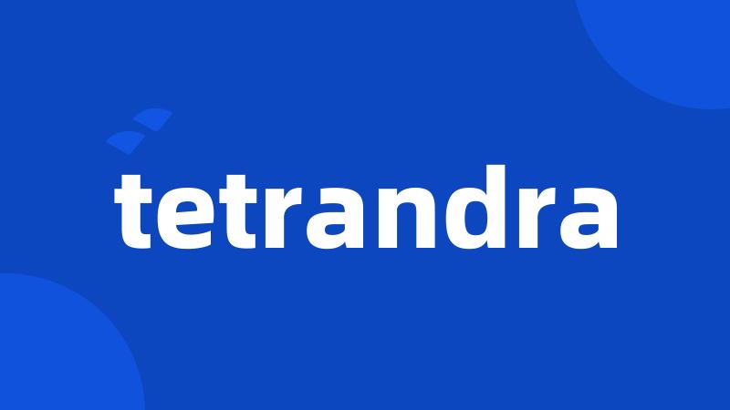 tetrandra