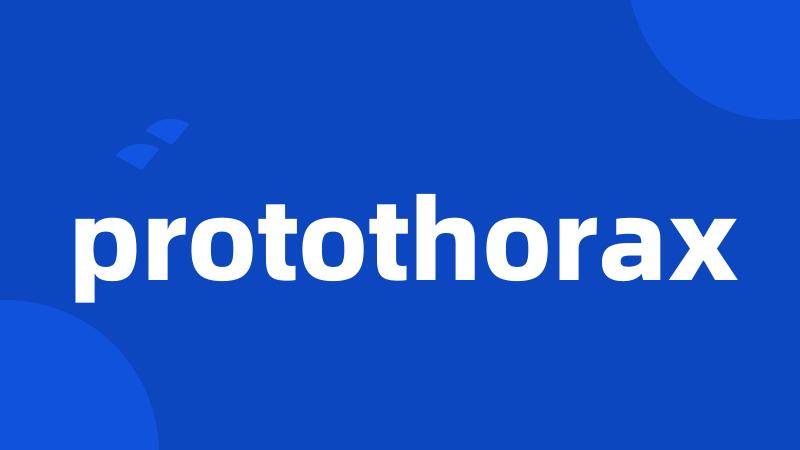 protothorax