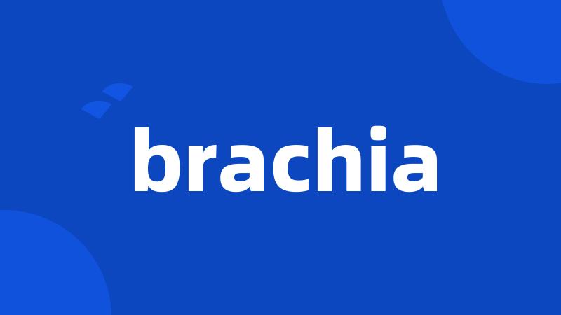 brachia