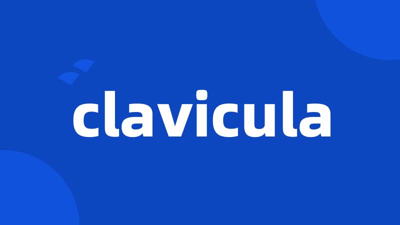 clavicula