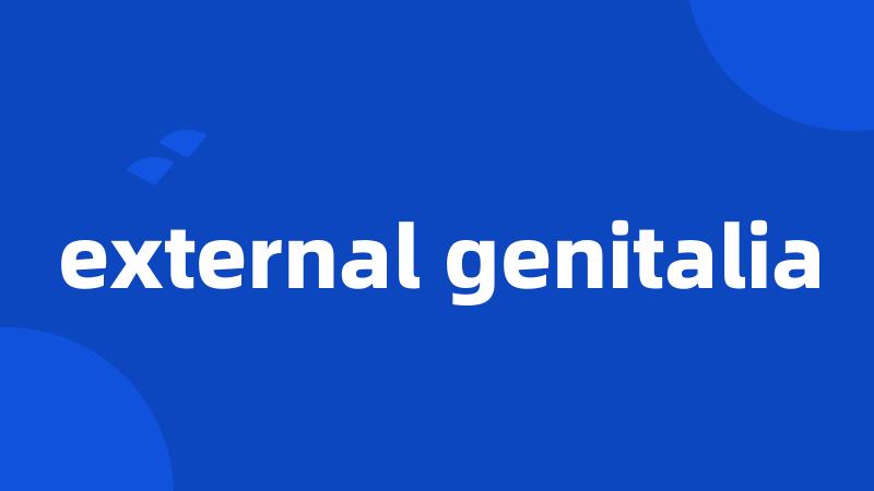 external genitalia