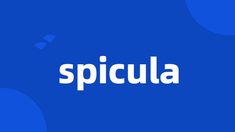 spicula