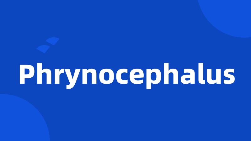 Phrynocephalus