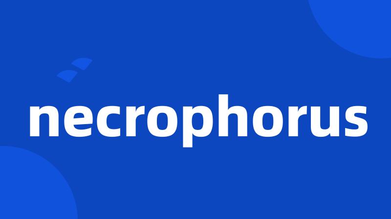 necrophorus