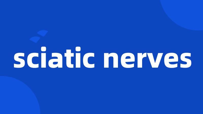 sciatic nerves
