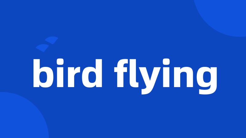 bird flying