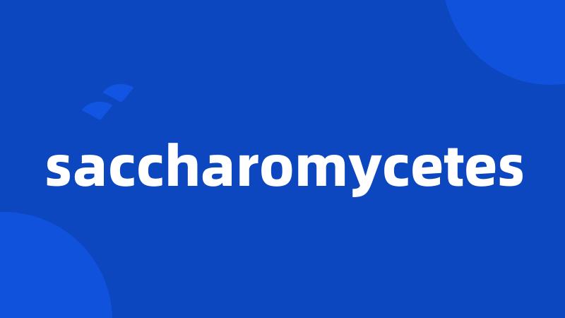 saccharomycetes