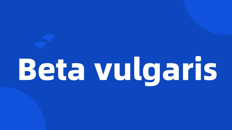 Beta vulgaris