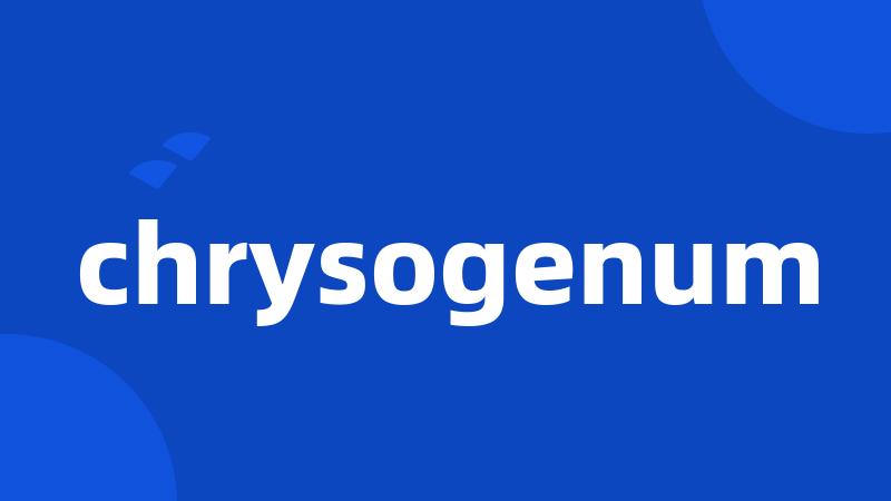 chrysogenum