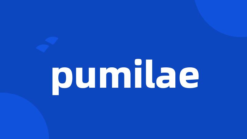 pumilae