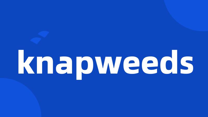 knapweeds