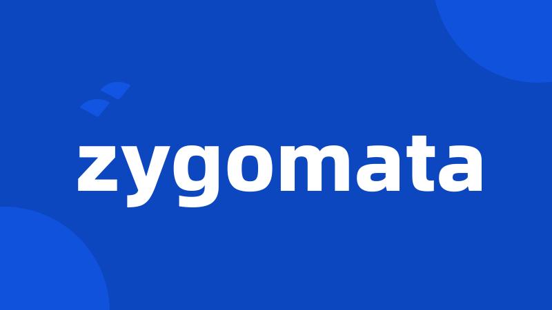 zygomata