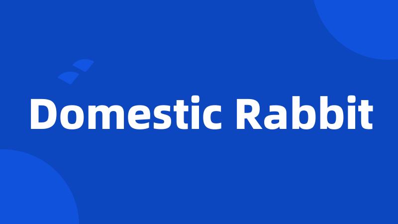 Domestic Rabbit