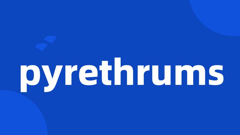 pyrethrums