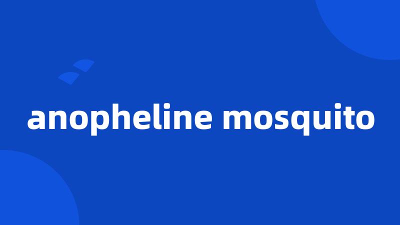 anopheline mosquito