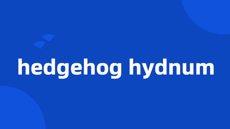 hedgehog hydnum