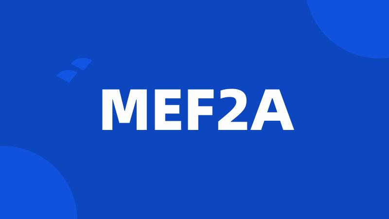 MEF2A