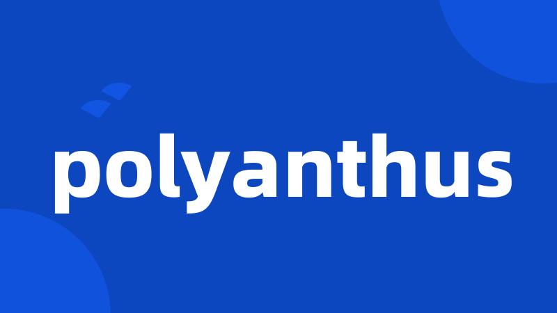 polyanthus