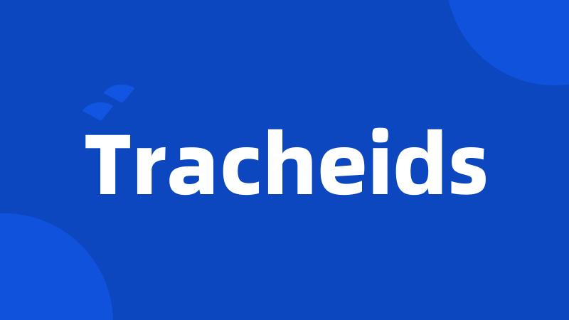 Tracheids