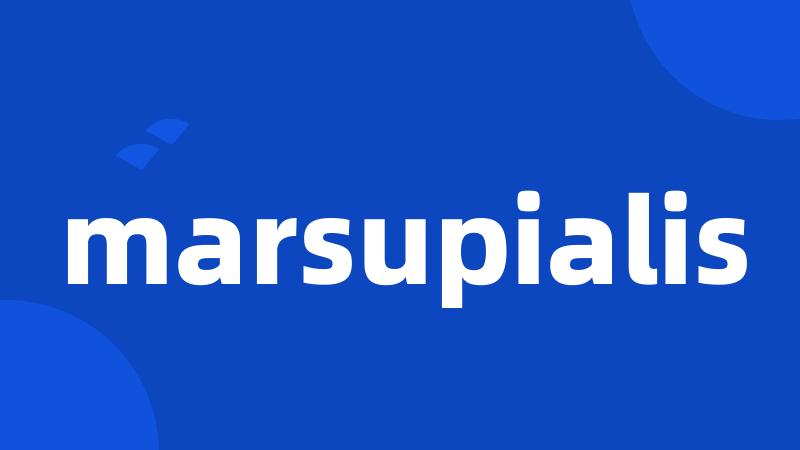 marsupialis