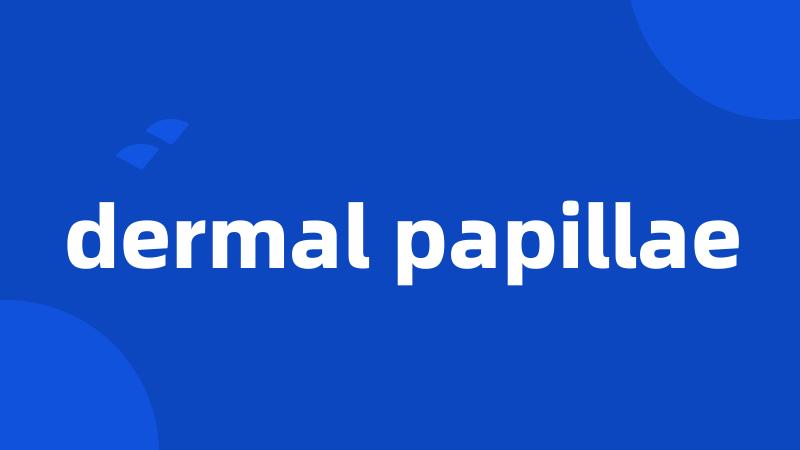 dermal papillae