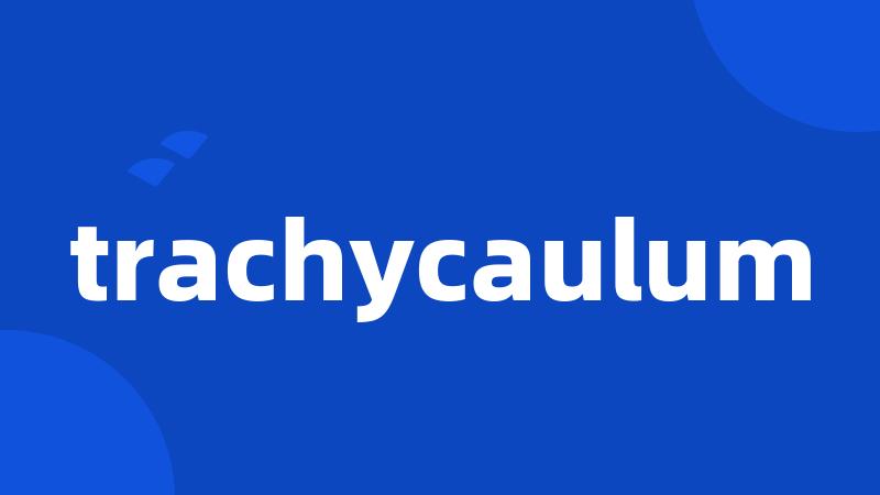 trachycaulum