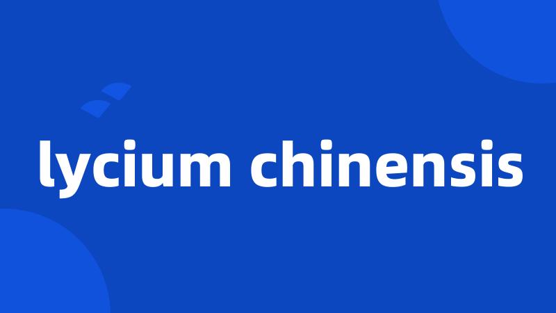 lycium chinensis