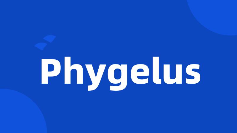 Phygelus