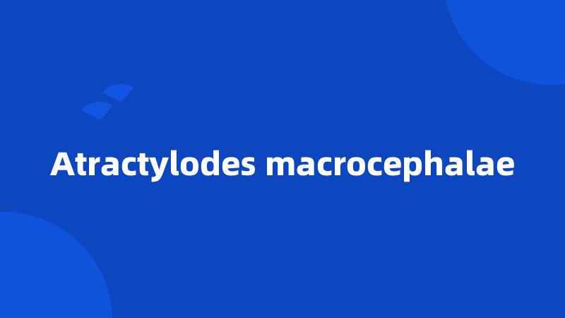 Atractylodes macrocephalae