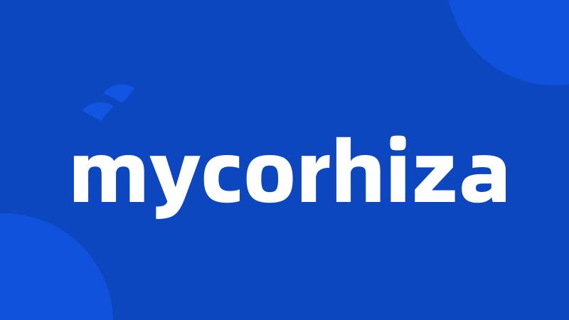 mycorhiza