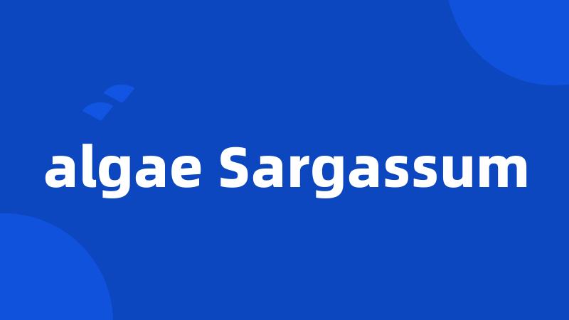 algae Sargassum
