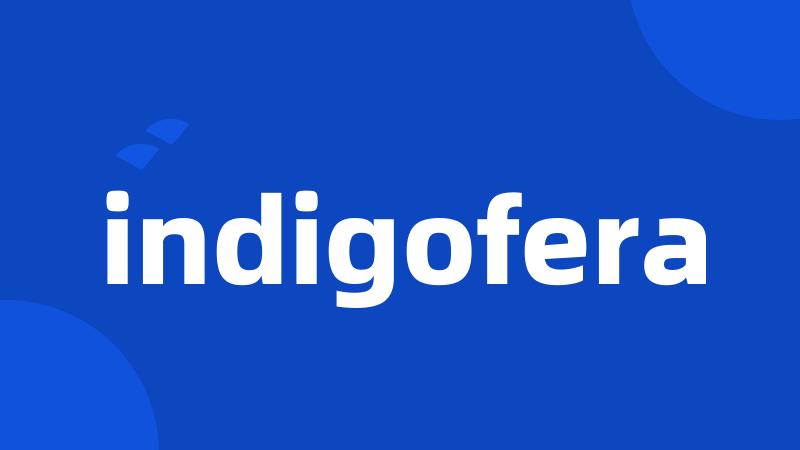 indigofera