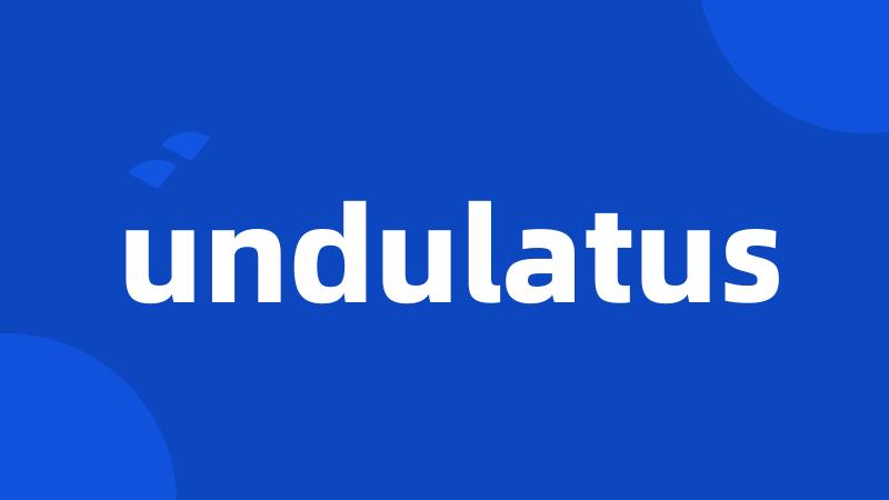 undulatus