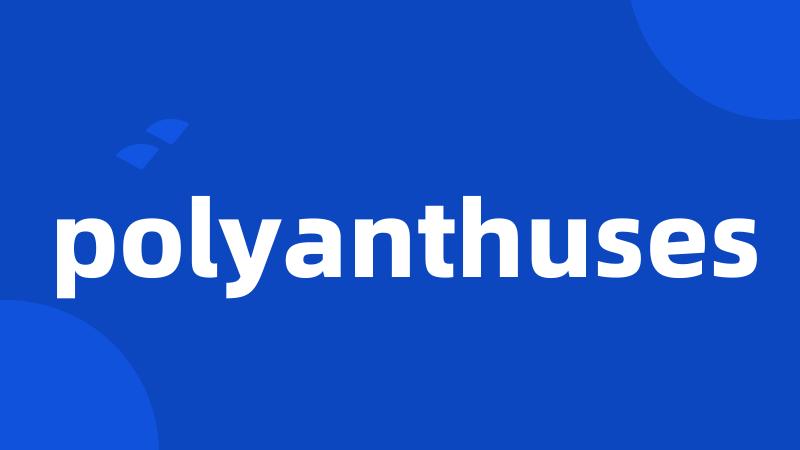 polyanthuses