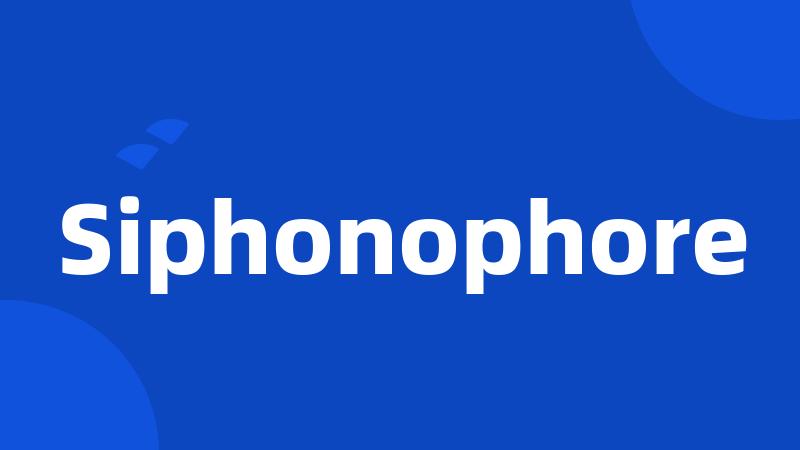 Siphonophore